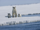 Арктическая история  - Фотография 5