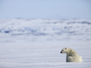 Арктическая история  - Фотография 7