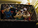Alvin and the Chipmunks movie - Picture 3