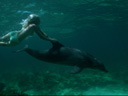 Delfīna acis filma - Bilde 15