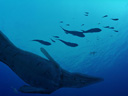 Чудища морей 3D: Доисторическое приключение  - Фотография 2