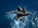 Sea Monsters: a Prehistoric Adventure movie - Picture 3