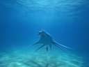 Чудища морей 3D: Доисторическое приключение  - Фотография 12