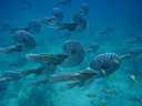 Чудища морей 3D: Доисторическое приключение  - Фотография 15