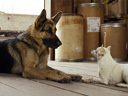 Beverly Hills Chihuahua movie - Picture 11