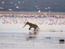 Sārtie spārni: flamingu noslēpums filma - Bilde 3