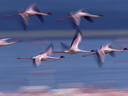 Пурпурные крылья: Тайна фламинго  - Фотография 6