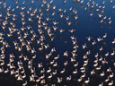 Пурпурные крылья: Тайна фламинго  - Фотография 9