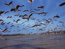 Sārtie spārni: flamingu noslēpums filma - Bilde 10