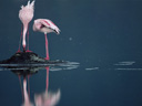 Sārtie spārni: flamingu noslēpums filma - Bilde 12