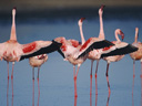 Sārtie spārni: flamingu noslēpums filma - Bilde 14