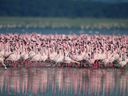 Пурпурные крылья: Тайна фламинго  - Фотография 15