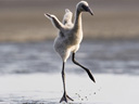 Sārtie spārni: flamingu noslēpums filma - Bilde 16