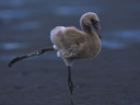 Sārtie spārni: flamingu noslēpums filma - Bilde 17