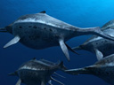 Sea Rex: Морские динозавры 3D  - Фотография 1