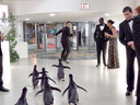 Пингвины мистера Поппера  - Фотография 3