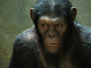 Rise of the Planet of the Apes movie - Picture 5