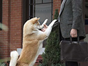 Hachi: A Dog's Tale movie - Picture 1