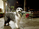 The Shaggy Dog movie - Picture 6