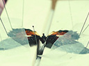 Комната бабочек  - Фотография 10
