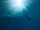 История дельфина 2  - Фотография 9