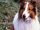 Lassie movie - Picture 4
