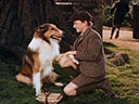 Lassie movie - Picture 5