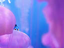 Finding Dory movie - Picture 5
