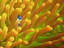 Finding Dory movie - Picture 11