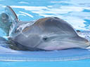 Leģenda par delfīniem filma - Bilde 17