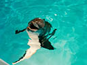 Dolphin Tale movie - Picture 18
