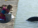 Free Willy: Escape from Pirate's Cove movie - Picture 3