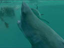 Open Water 3: Cage Dive movie - Picture 5