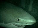 Starp haizivīm filma - Bilde 9