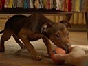 A Dog's Way Home movie - Picture 3