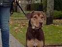 A Dog's Way Home movie - Picture 5