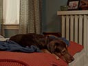 A Dog's Way Home movie - Picture 9