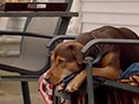 A Dog's Way Home movie - Picture 14