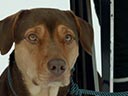 A Dog's Way Home movie - Picture 17