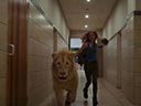 Mia un baltā lauva filma - Bilde 7