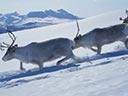 Mazā ziemeļbrieža Ailo lielais ceļojums filma - Bilde 1
