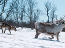 Mazā ziemeļbrieža Ailo lielais ceļojums filma - Bilde 6