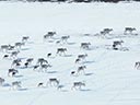 Mazā ziemeļbrieža Ailo lielais ceļojums filma - Bilde 9