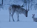 Mazā ziemeļbrieža Ailo lielais ceļojums filma - Bilde 15
