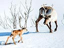 Mazā ziemeļbrieža Ailo lielais ceļojums filma - Bilde 19