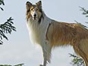 Lassie Come Home movie - Picture 1