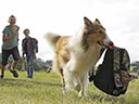 Lassie Come Home movie - Picture 4