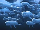 Katak: The Brave Beluga movie - Picture 10
