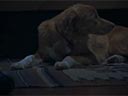 Labs suns filma - Bilde 4