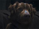 Labs suns filma - Bilde 5